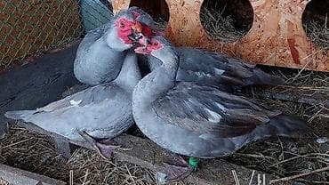 balaca quzu: 10günlüy balalari sifariş götrülür / isdenilen rayona çatdirilma var — 2