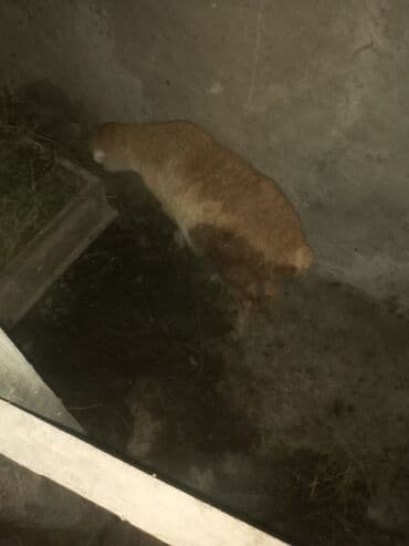 Saģlam disi quzudu ot yim yiyir razlasma yoli ile lalafo.az -da Saģlam disi quzudu ot yim yiyir razlasma yoli ile