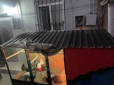 toyuq cucəsi: Qefes quslar ucun Salam. Oz el iwim olan qefesi satiram. Cox idealdi — 6