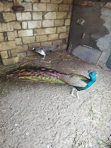 qaşqaldaq quşu: Məhsul: Hind tovusu (taclı tovuz quşu), erkək dişi cüt satılır — 6