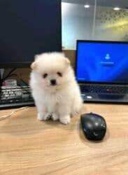 menali it adlari: Şpitz, 2 ay, Dişi, Ünvandan götürmə, Ödənişli çatdırılma — 1