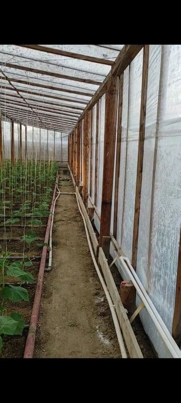 питомник растений в баку: Теплицы — 4