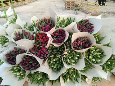 Təzə kəsilmiş lalə buketləri - Rənglər: Bütün rənglər var Holland