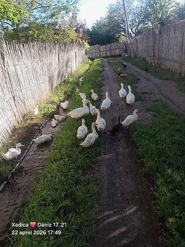pekin ordeyi: Təbii şəraitdə saxlanılan ördək sürüsü - Növ: Ağ və qarışıq rəngli ev — 4