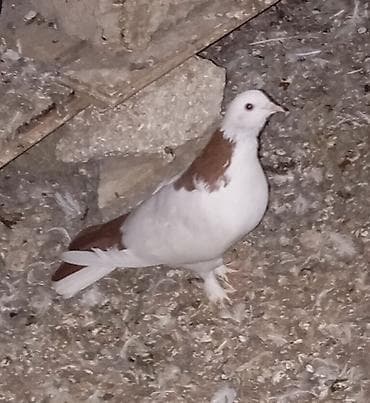 Cavan və sağlam uçan nəsil göyərçinlər.Erkəy və maya.Cüt deyillər.Maya