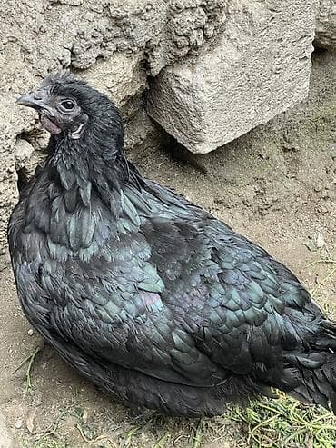 Quşlar: Toyuq, Damazlıq — 6