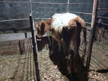 cins ineklerin satisi 2018: Danalar satılır 4 aylıqdılar şəkinin qoxmuq kəndindədi tam sağlam ot — 6