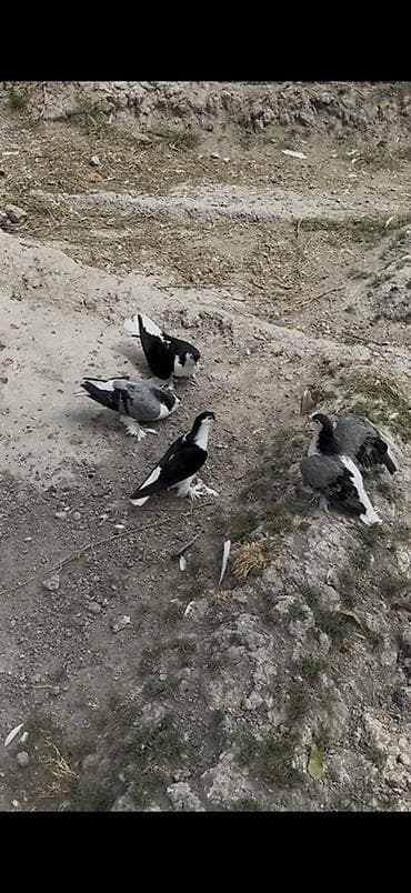 goyərcin barter: 4 dene Delfin satilir 4 denesi 135 manat ciddi alicilar yazsin — 3