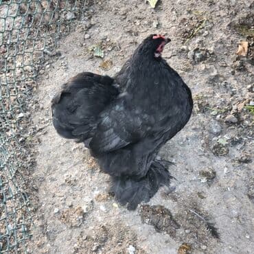 Proton: Курица, Для разведения — 3