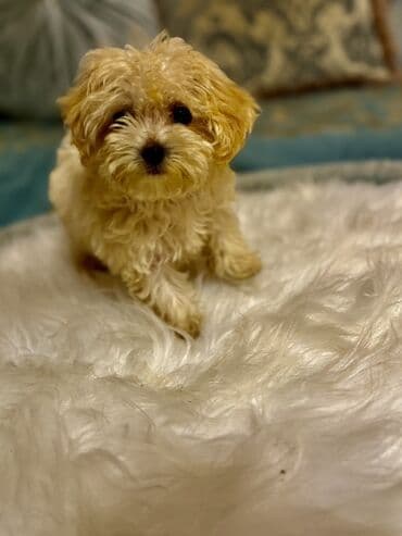 мальтипу купить: 3 ay, Erkek, Peyvəndli, Pulsuz çatdırılma — 1