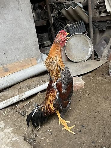 kend colpası: Boş berktlar narhat elmesın — 1