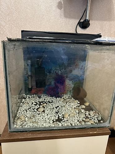 nemo baliq: Dördbucaq akvarium, Boş, 42 l — 1