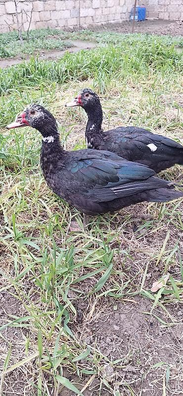 yuxuda ördek balası görmek: Lal ördekler xoruzlar 35 fere 30 manat — 1