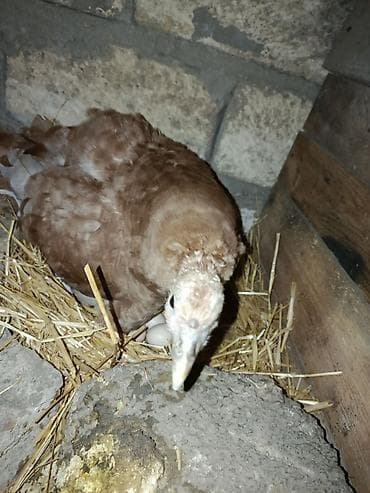 Yemlər: Qirt hinduska satilir7gundu oturub qiymeti sondu zeng edib asagi — 2