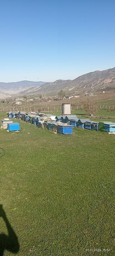 Heyvanlar üçün mallar: 60 yeşik arı ailəsi yeşiklerler bir yerdə satıram buyurub zəng edə — 1
