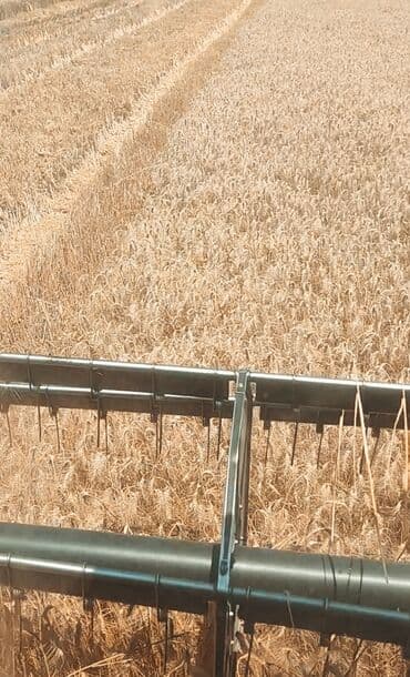 bugda toxumu: Ə’la növ buğda yemlik ve toxumluq satılır. 🔹 Yem kimi yüksək protein — 5