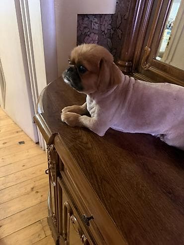 it qiz adlari: Pekines, 1 il, Erkek, Peyvəndli — 3