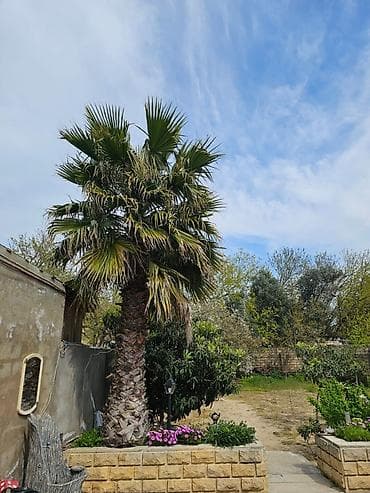 dekorativ otaq bitkiləri: Sağlam və baxımlı Palma ağacı satılır - 4 metr gövdə (Vaşinqtoniya) — 4