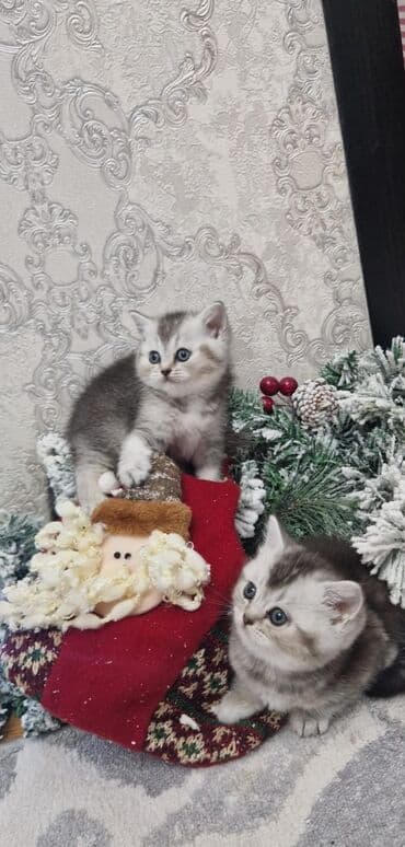 Ağ balaca pişik balası – mavi gözlü, tükləri yumşaq və sıx. Üzündə və lalafo.az -da Ağ balaca pişik balası – mavi gözlü, tükləri yumşaq və sıx. Üzündə və