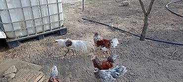 quşlar: Toyuq, Damazlıq — 2