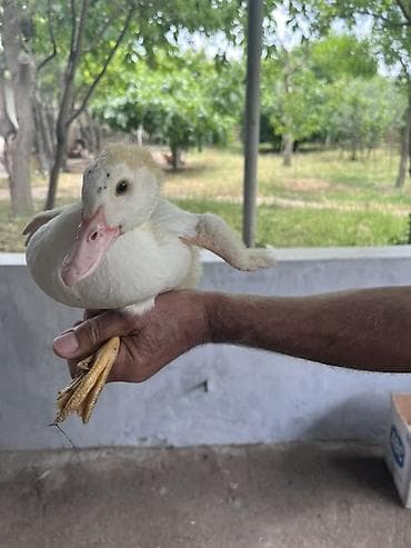Muscovy (hind) ördək balası - Cins: Muscovy/hind ördəyi - Rəng: ağ lalafo.az -da Muscovy (hind) ördək balası - Cins: Muscovy/hind ördəyi - Rəng: ağ