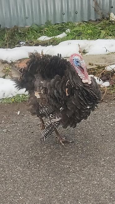 Mal-qara: Erkək, Damazlıq — 2