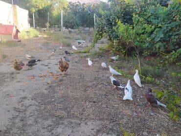 Salam aleykum Göyərçinlərə Satilir Biri 10 manata lalafo.az -da Salam aleykum Göyərçinlərə Satilir Biri 10 manata