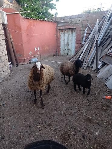 agilli yem qabi: Erkək, Qala, il: 1, Damazlıq — 5