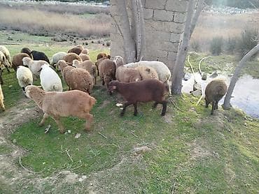 qoyun qiyməti: Qoyun sürüsü – qarışıq rənglərdə 40 quzudu 32 erkek 8 dişi biri 220 — 4