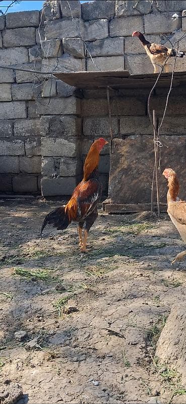 Heyratı beçə satılır 7 aylıqdı təzə təzə aylır boş bekar adamlar