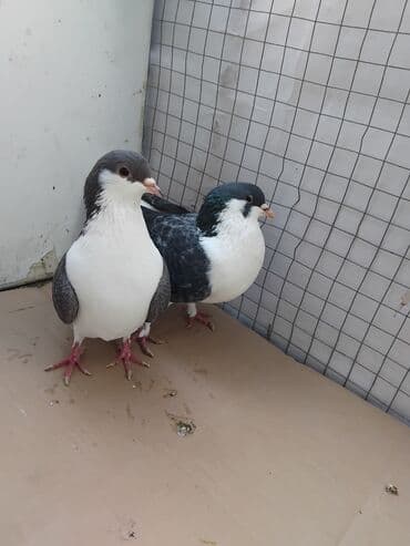 купить хомяка в баку: Delfin saglam heyvanlardi xoruzu iri olan sortdandi cütü 40 manat — 2