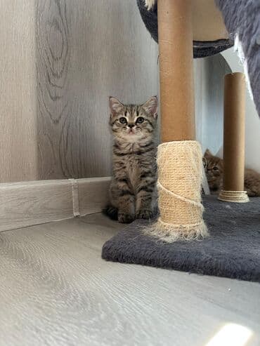 şotlan pişik: Şotland yastı qulaq, Erkək, Dişi, Yaxşı əllərə, Ünvandan götürmə, Pulsuz çatdırılma, Ödənişli çatdırılma — 39