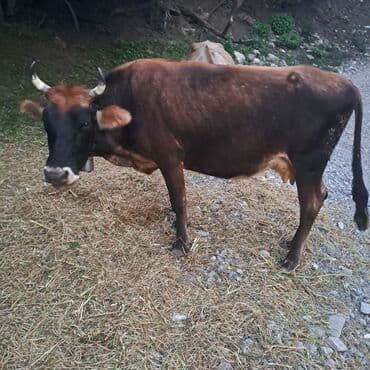 Salam öz inəyimdi yanındada balası bir yerdə satılır alverci deyiləm lalafo.az -da Salam öz inəyimdi yanındada balası bir yerdə satılır alverci deyiləm