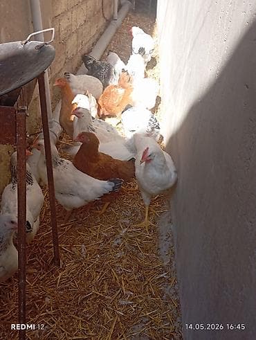 col ordek: Tam sağlam heyvanlar 110 günlük 17 ədəd — 1