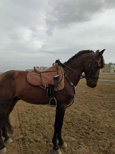 at yehəri: Erkək, il: 6, Ünvandan götürmə — 3