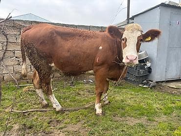 ınek: Birinci qarin simental inek satılır. Hazrda 16 litr süs verir. İki — 3
