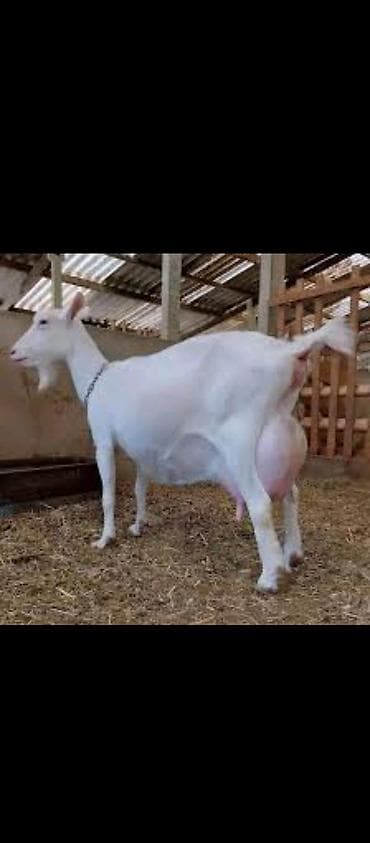 qoyun əti qiyməti: 🔥 Satılır: Safqan Saanen keçilər – yüksək süd verimi! 🔥 Təsərrüfat — 3