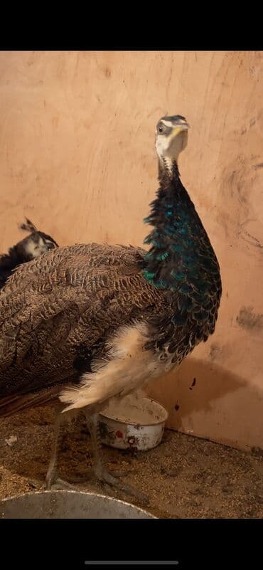 той пудель цена в баку: Məhsul: Tovuz quşları 4 aylıqdılar tam sağlam indi şekildeki vezyetden — 4