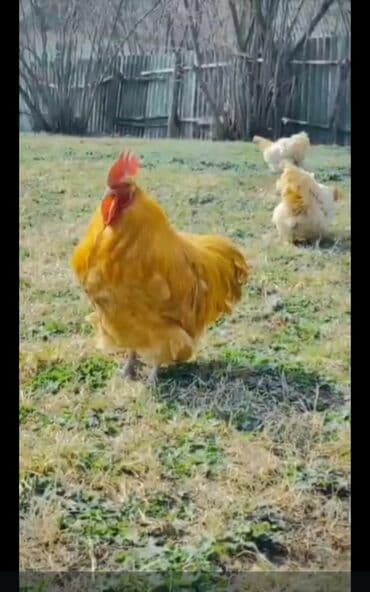 Inəklər, öküzlər: Toyuq, Damazlıq, Ödənişli çatdırılma — 8