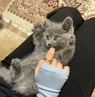 golden pişik: Britan, Erkək, Yaxşı əllərə — 1