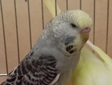 böyük papuqay: Çex tutuquşu balaları ay yarımlıqdırlar təcili satıldığına görə bu — 4