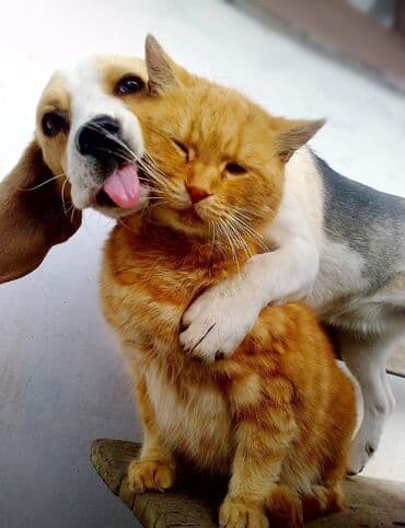 Возьму собак и кошек на домашнюю передержку с заботой, вниманием и