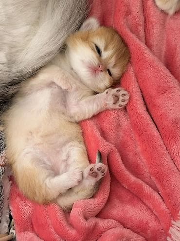 rus pisik adlari: Qızıl şinşilla, Dişi — 3