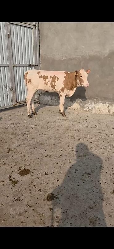 Кошки: Simental xanlar 2 eded dişi 4 ayı keçiblər damazlıq heyvandarlıq üçün — 4