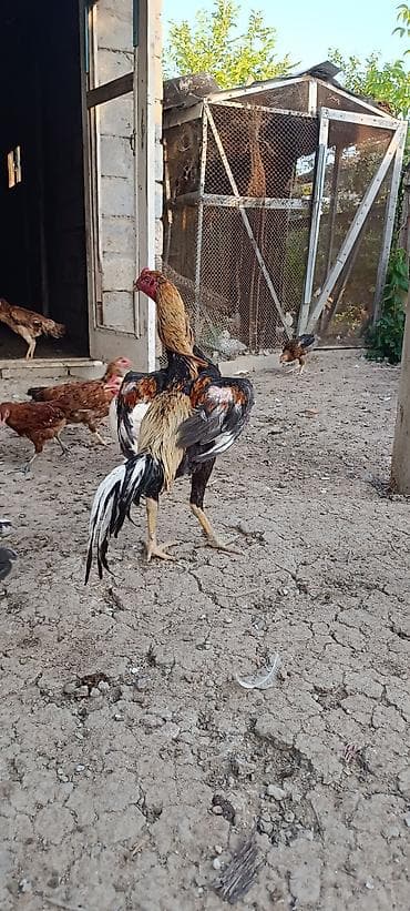 heyratılar: Xoruz, Heyratı, il: 1, Ünvandan götürmə, Ödənişli çatdırılma, Rayonlara çatdırılma — 2