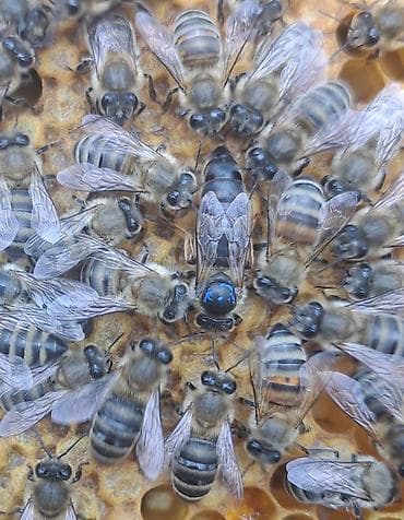 Arı ailəsi satılır . ramkası 28 manat . cinsi Bakvas Karnika