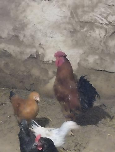 Mal-qara: Toyuq, Damazlıq — 3