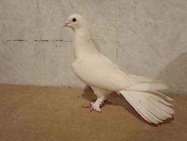 heyvan per page 40: Badam leley 18 tuk qizgin erkey — 1