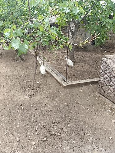 dovsan satışı: Erkeydi satılan 20m — 2