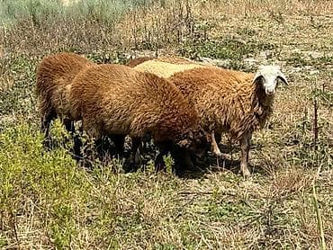 kiçik heyvanlar: Qoyunlar – yerli ətlik/tüklü tip - Şəkillərdəki sürüdən bir neçə baş — 1